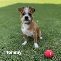 adopt-pet