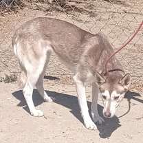 Thumbnail photo of SPIRIT #2