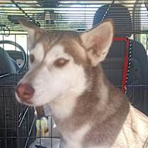 Thumbnail photo of SPIRIT #3