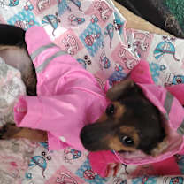 adopt-pet