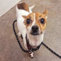adopt-pet