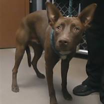 adopt-pet