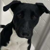 adopt-pet
