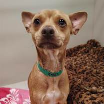 adopt-pet