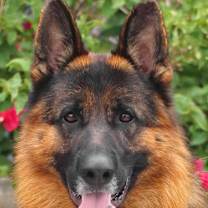 Thumbnail photo of Slade von Salzburg #1