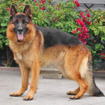 Thumbnail photo of Slade von Salzburg #2