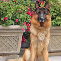 Thumbnail photo of Slade von Salzburg #3