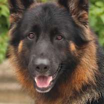 Thumbnail photo of Lila von Langerfeld #1