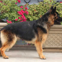 Thumbnail photo of Lila von Langerfeld #3