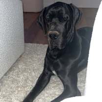 Thumbnail photo of Klifford #2