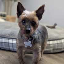 adopt-pet