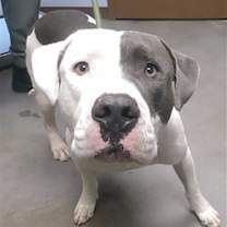 adopt-pet