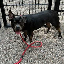adopt-pet