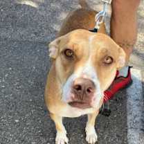 adopt-pet