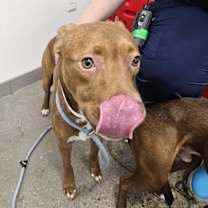 adopt-pet