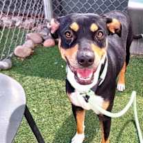 adopt-pet