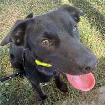 Thumbnail photo of Nugget #2