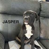 Thumbnail photo of Jasper #3