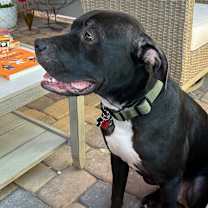 Thumbnail photo of Jasper #4