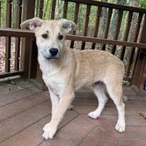 Thumbnail photo of Cooper #1