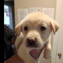 Thumbnail photo of Cooper #2