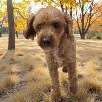 Thumbnail photo of Yale #1