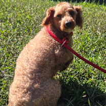 Thumbnail photo of Yale #2