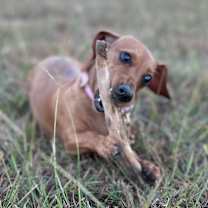 Thumbnail photo of Canela #1