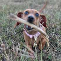 Thumbnail photo of Canela #2