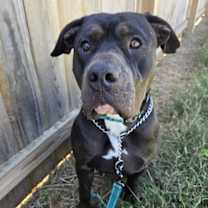 Thumbnail photo of Sterlyng #1