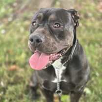 Thumbnail photo of Sterlyng #3