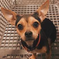 Thumbnail photo of Sandy Tamya OS NV PDR #1