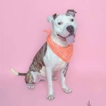 Thumbnail photo of Ziggy #1