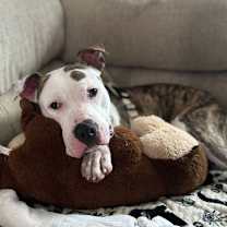 Thumbnail photo of Ziggy #2