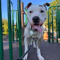 Thumbnail photo of Ziggy #3