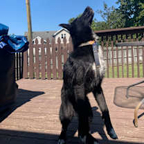 Thumbnail photo of Panda #3