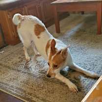 Thumbnail photo of Inara #1