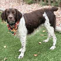 adopt-pet