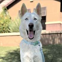 adopt-pet
