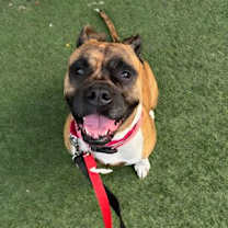 adopt-pet
