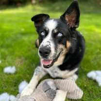 Thumbnail photo of Bo #1