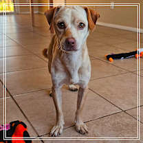 adopt-pet