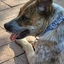 adopt-pet