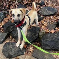 Thumbnail photo of Zack #1