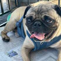 Thumbnail photo of Rambo #4