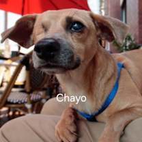 Thumbnail photo of Chayo #4