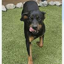 Thumbnail photo of Zora the Explorer #4