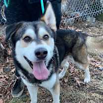 Thumbnail photo of Nanook #2