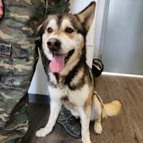 Thumbnail photo of Nanook #4