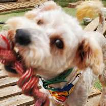 Thumbnail photo of Chulo #1